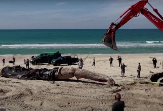 Imagini de la ridicarea unei balene eșuate după dezastrul ecologic din Israel, sursă: Captură YouTube The Straits Times